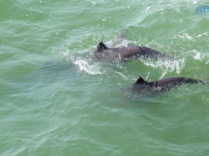 С мая в специализированные службы поступило 17 обращений по фактам гибели дельфинов в Ялте