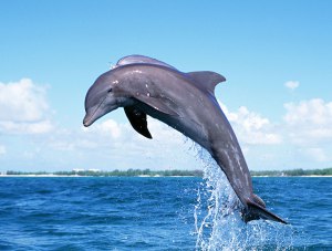 В Крыму разрабатывают регламент по спасению дельфинов