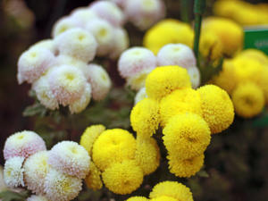 Первые хризантемы расцвели в Никитском ботаническом саду