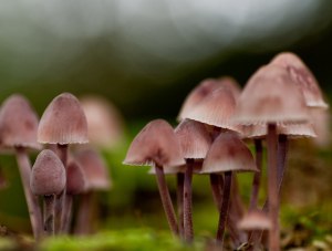 В Крыму 15 человек отравились грибами