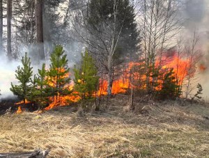 В урочище «Уч-Кош» над Ялтой горит полтора гектара лесной подстилки