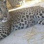 Ещё один леопард появился в Бахчисарайском зоопарке