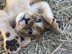 Маленькие львята из Бахчисарайского зоопарка безопасны, — директор зоопарка