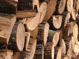 Общественники обнаружили факты незаконной продажи древесины