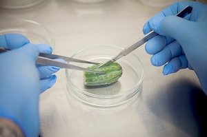 Учёные КФУ разрабатывают инновационную технологию размножения кактусов