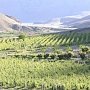 На территории Крыма существенно увеличилась площадь виноградников