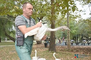 В симферопольском парке им. Гагарина поселились белые лебеди и попугаи-неразлучники