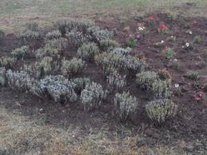 150 кустов многолетней лаванды высадили в столице Крыма