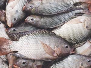 45 кг рыбы без документов изъяли специалисты во время рейда на симферопольском рынке