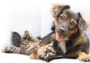 Как наладить отношения между собакой и кошкой
