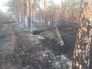 Лесной пожар в окрестностях села Орловка ликвидирован