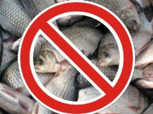 В акватории Ялтинского порта действует запрет на ловлю рыбы