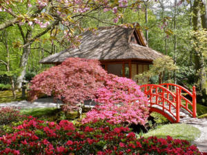 Японский сад торжественно откроют в парке «Айвазовское»