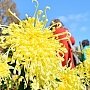 Объявлен победитель Бала хризантем в Никитском ботаническом саду