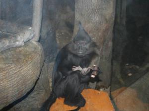 Хохлатый мангобей Танюшка из крымского зоопарка произвела на свет детёныша и показала себя хорошей мамой