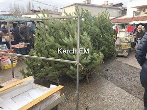 В Керчи на центральном рынке начали продавать елки