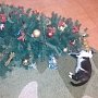 Как спасти новогоднюю елку от кота