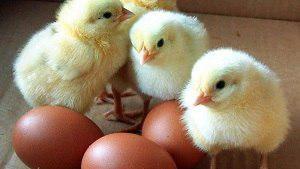 Пушистое преступление: в Джанкое воровали с птицефабрики птенцов