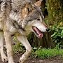 В крымских горах одолели украинских волков