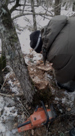 В Кировском районе полицией пресечен факт вывоза стволов деревьев из лесного массива