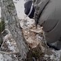 В Кировском районе полицией пресечен факт вывоза стволов деревьев из лесного массива