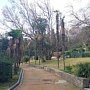 200-летние веерные пальмы из Алупкинского парка отправятся «на покой»