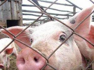 Госкомветеринарии Крыма информирует про необходимость соблюдения мер по профилактике африканской чумы свиней