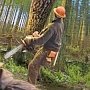 Крымчанина наказали штрафом на 8 тыс рублей за вырубку деревьев