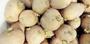 Проращиваем семена картофеля