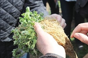 Применение технологии прямого сева в Крыму даёт хороший результат, — Минсельхоз
