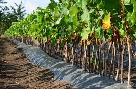 Виноградари Крыма получат на развитие 615 млн рублей