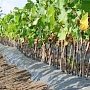 Виноградари Крыма получат на развитие 615 млн рублей