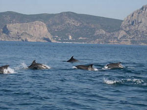 В республике Крым желают организовать базу для реабилитации травмированных дельфинов