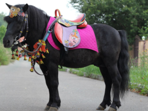 В Керчи пресекли нарушающие закон катания на лошади о пони