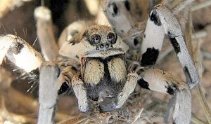 В Крыму постояльцев отеля перепугал огромный паук, поедающий мышь