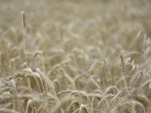 Красногвардейский район — лидер по фактическому намолоту зерновых и зернобобовых культур