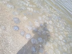 Массовый выброс медуз на востоке Крыма — естественное природное явление, — специалист