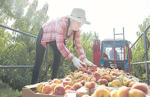 В крымских садах собирают самые вкусные персики и сливы