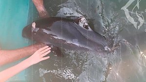 В Севастополе отдыхающие «добили» раненного дельфина