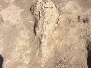 Останки детёныша кита возрастом около 10 млн лет обнаружили в Крыму археологи