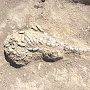 Ему 10 млн лет: учёные идентифицировали останки животного, найденного в Крыму