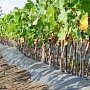 В Крыму займутся выращиванием привитых саженцев для закладки производственных виноградников