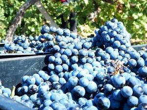 Более шести тысяч тонн винограда собрали в Крыму