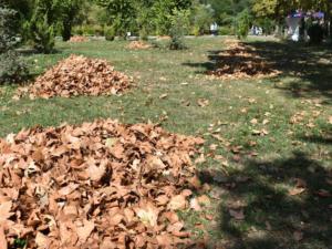 Уборка опавшей листвы началась в Гагаринском парке Симферополя