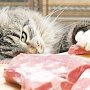 Необходимо ли домашних кошек кормить сырым мясом?
