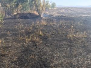 На территории Феодосийского лесничества локализовали крупный пожар
