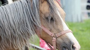 В Крыму на территории престижной гостинцы лошадь покалечила ребенка