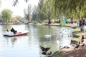 Рыбаки покалечили двух лебедей в Гагаринском парке Симферополя