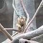 В Большом крымском каньоне открыли охоту на обезьяну