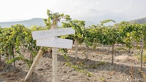 Развивать виноделие в Крыму мешает жадность